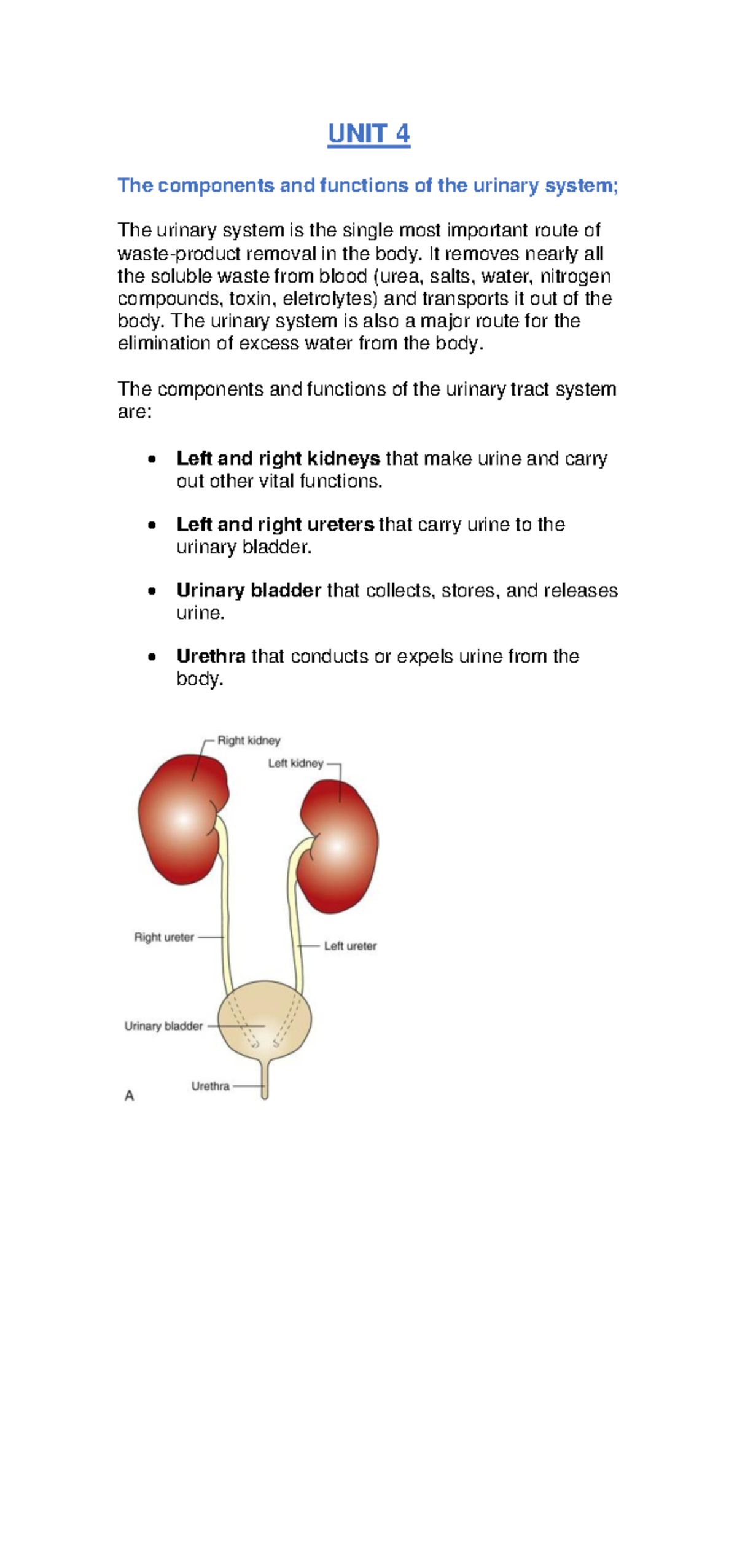 Urinary System Overview - Unit 4 Notes (Course Code: BIO101) - Studocu