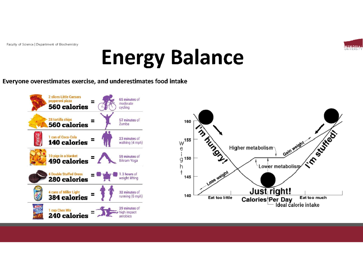 Biochemistry 101: Energy Balance and Expenditure Analysis (Part 2 ...