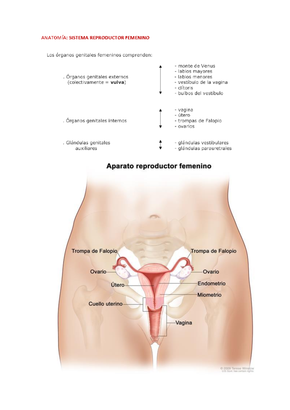 Anatom a Del Pubis Femenino Facts About The Spine Shoulder And