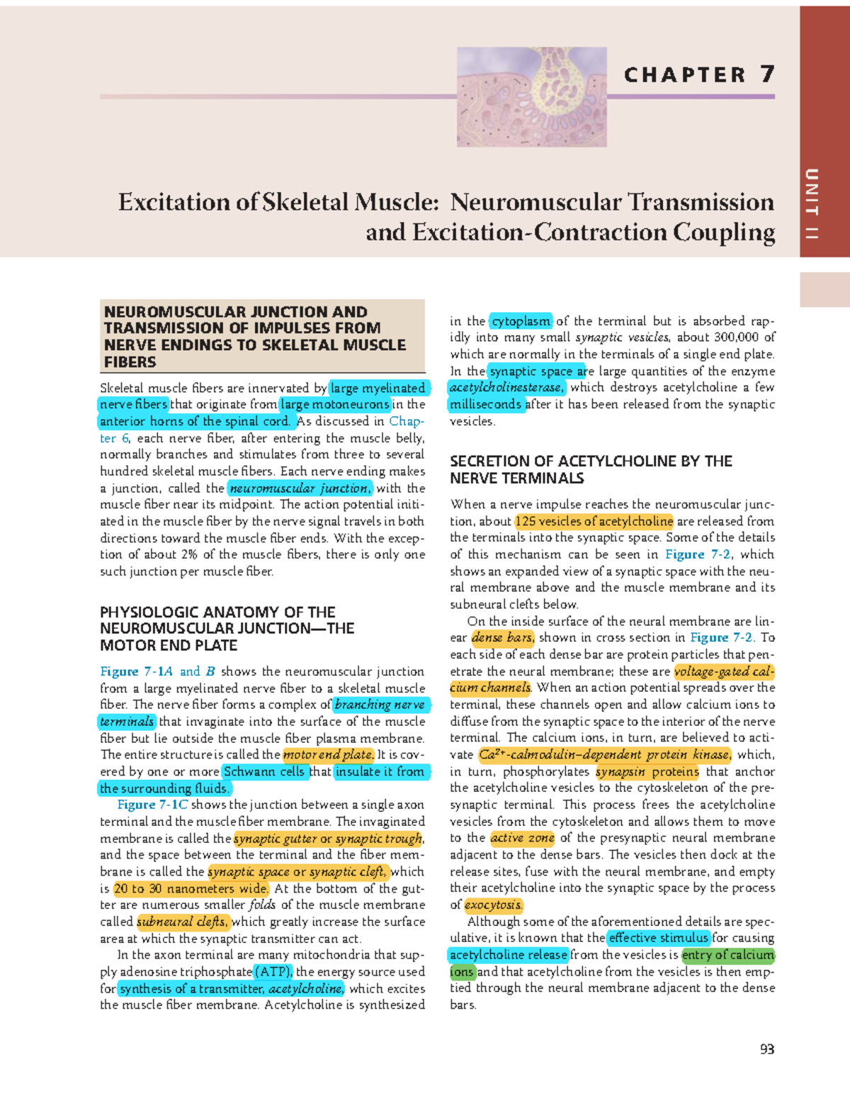CHAPTER 7: NEUROMUSCULAR JUNCTION & SKELETAL MUSCLE EXCITATION - Studocu