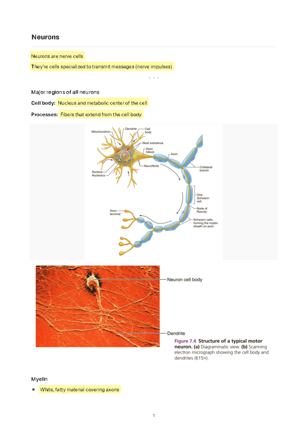 Final Exam Study Notes: Neurons (BIO 101) - Studocu