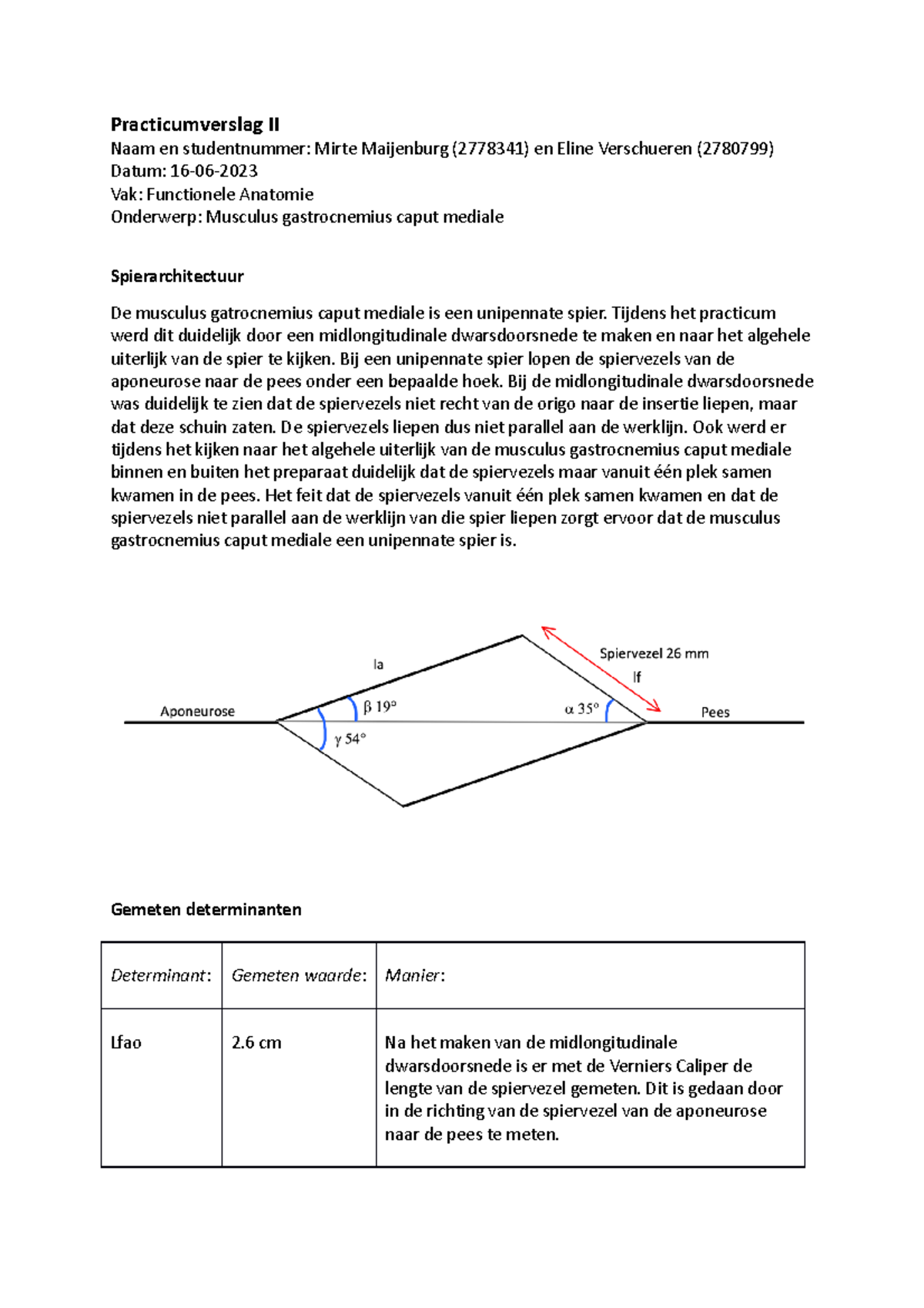 Practicumverslag II: Analyse van Musculus Gastrocnemius Caput Mediale ...