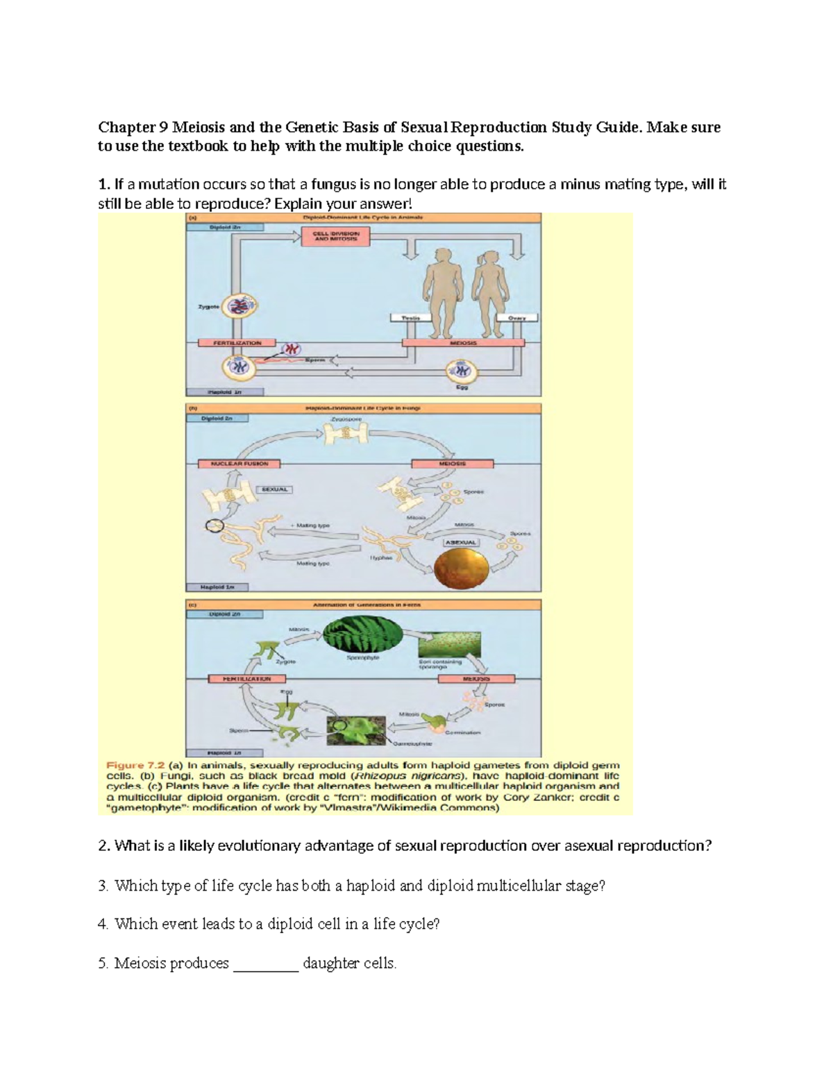 Chapter 9 Study Guide: Meiosis & Genetic Basis of Sexual Reproduction ...