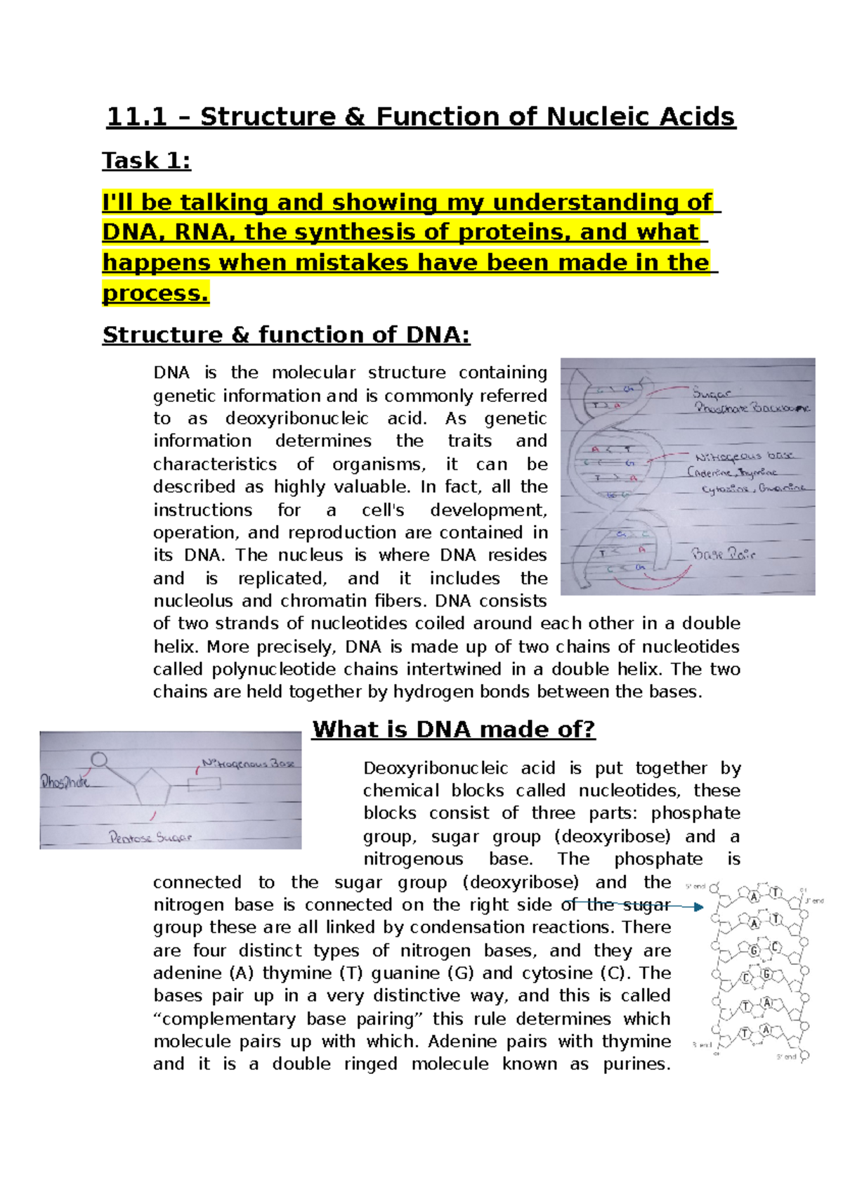 11.1 Structure & Function of Nucleic Acids: DNA & RNA Overview - Studocu