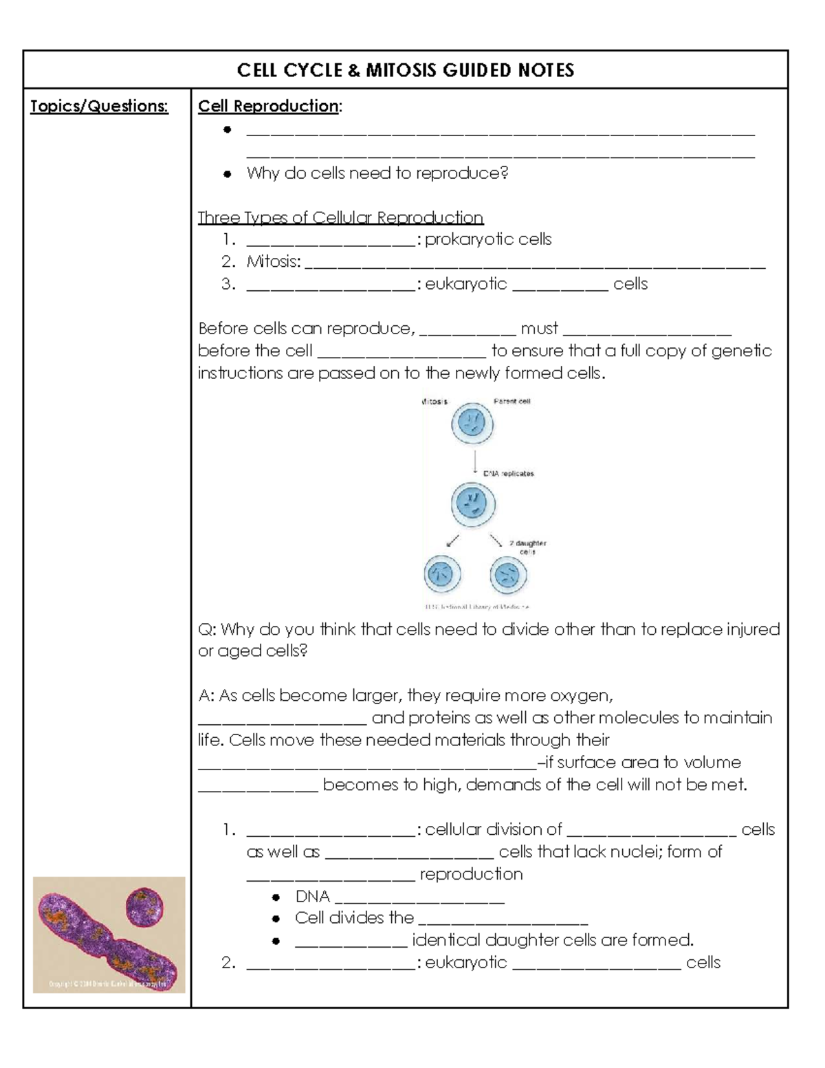 CELL CYCLE & MITOSIS GUIDED NOTES: Understanding Cell Reproduction ...