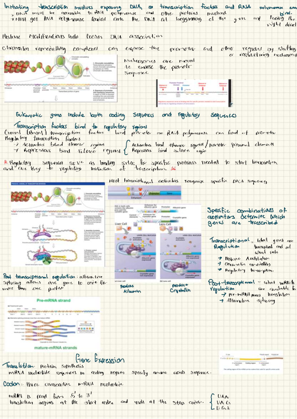 Chapter 1: Overview of DNA and RNA Interactions in Gene Regulation ...