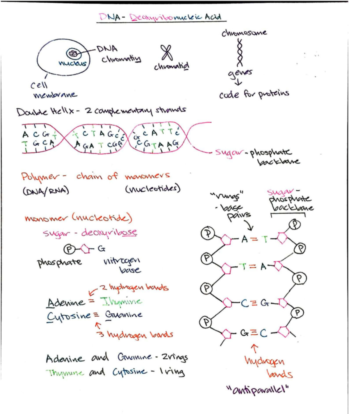 Genetic Fundamentals: Structure and Function of DNA - DNA ...