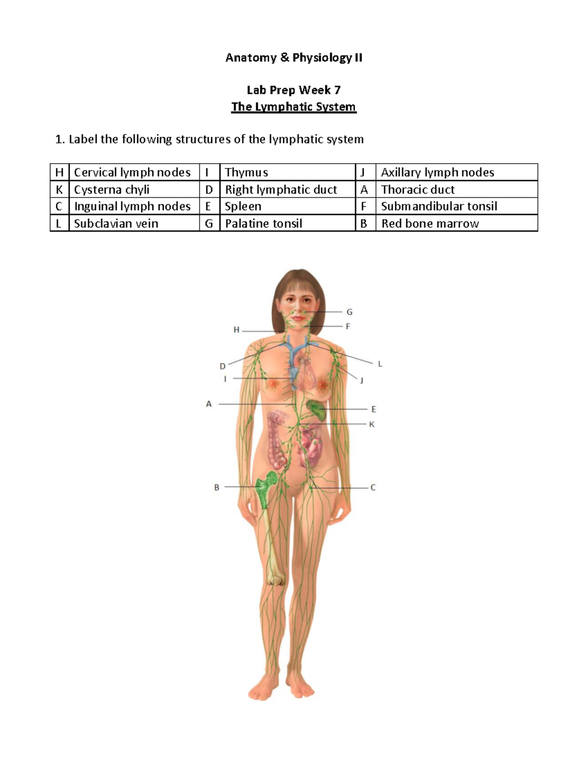 Lab Prep: The Lymphatic System - Anatomy & Physiology II - Studocu