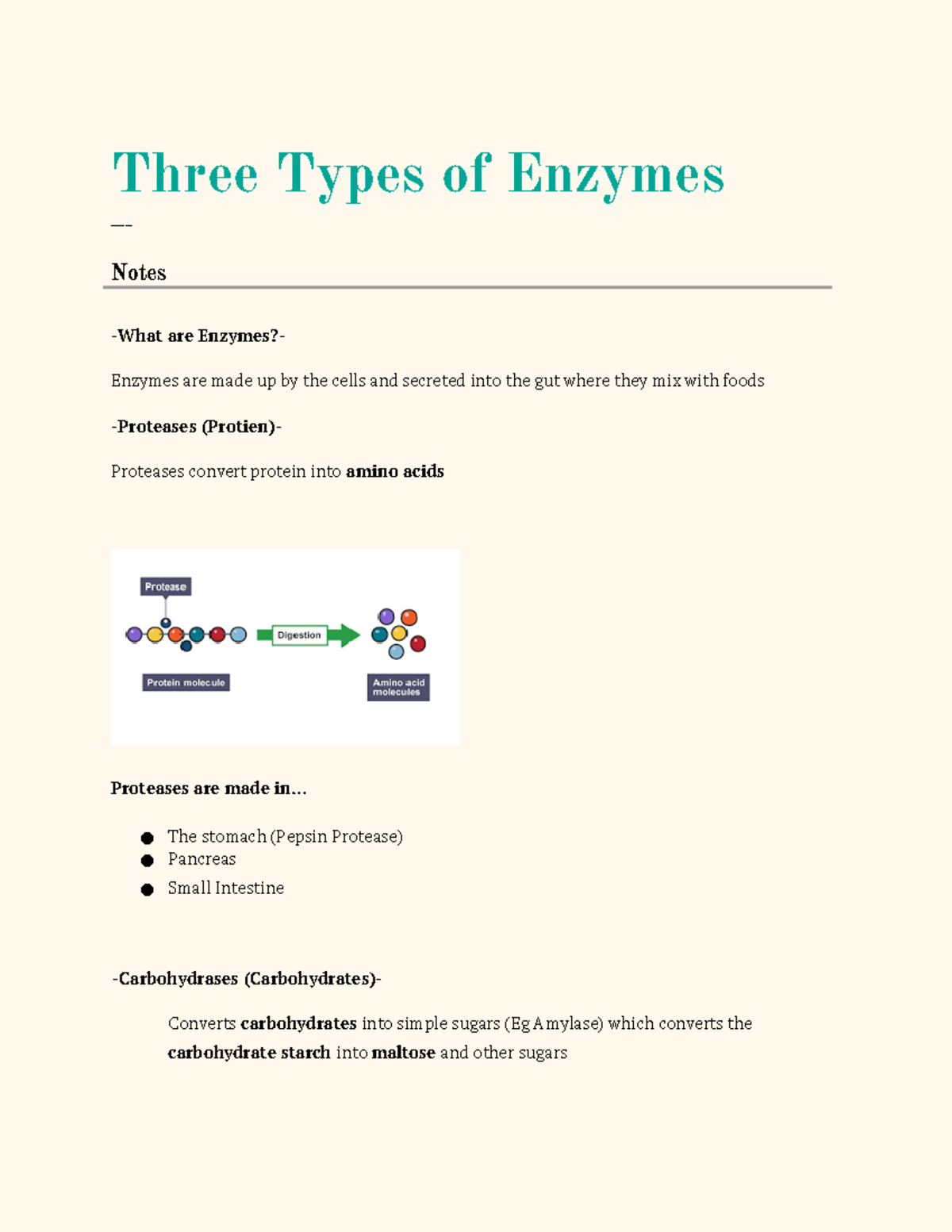 IB Grade 9 Three Types of Enzymes Notes - Three Types of Enzymes ...