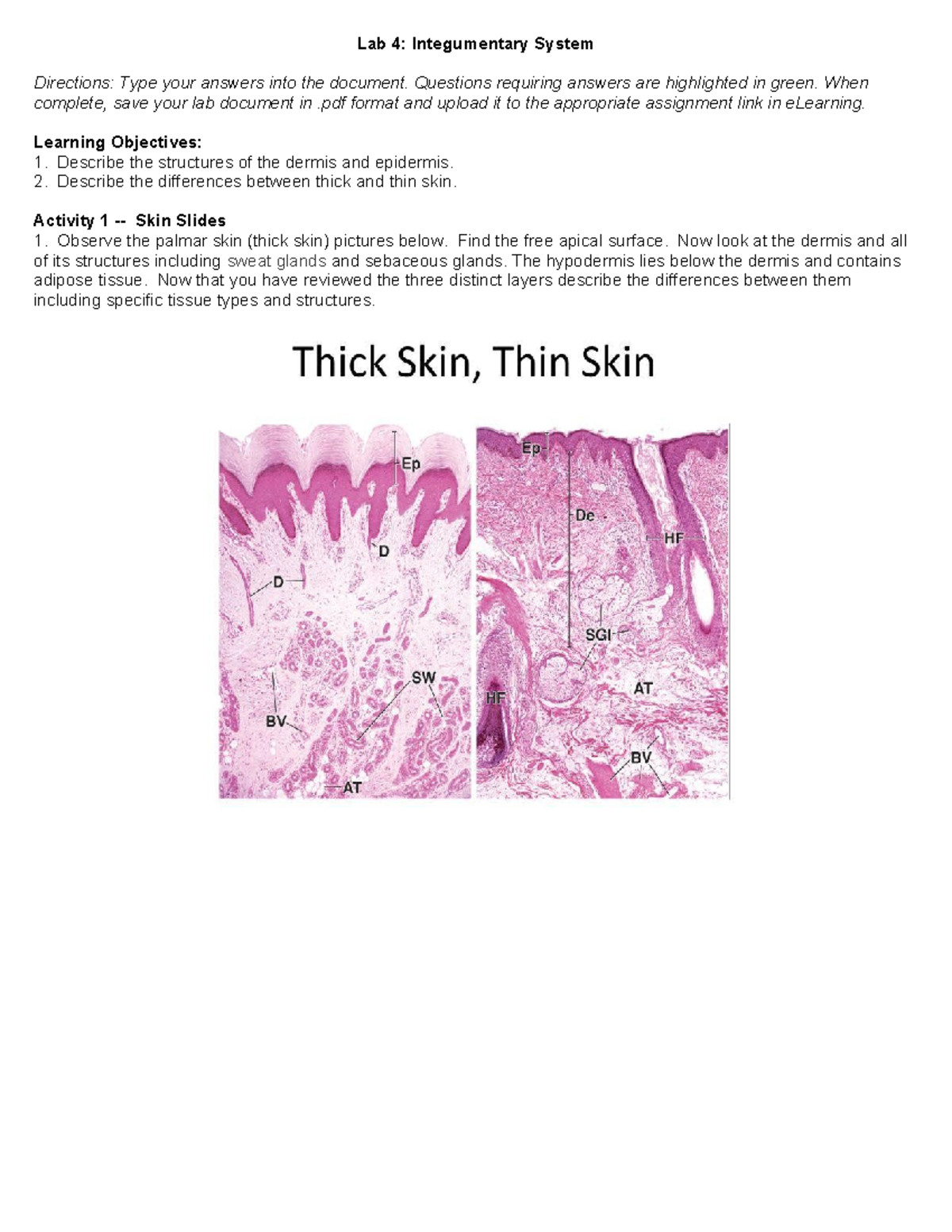 2. Lab 4 Integumentary S25 - Lab 4: Integumentary System Directions ...