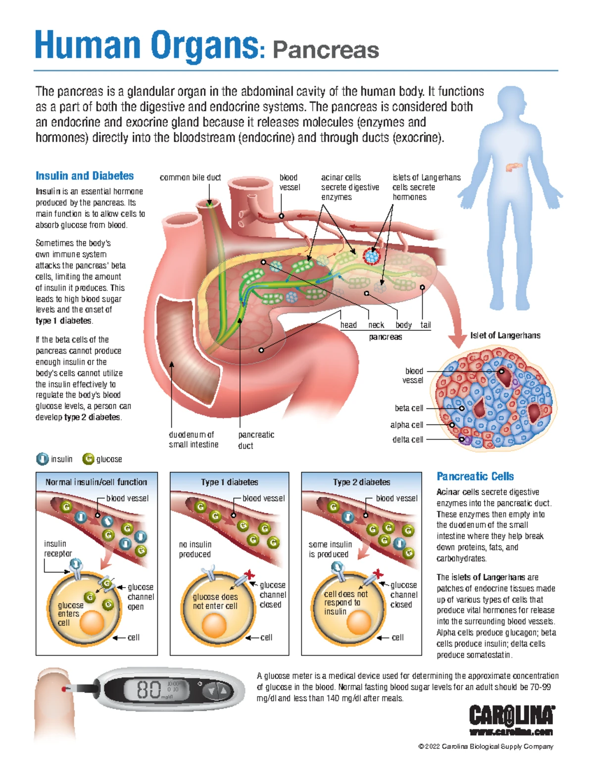Liver Anatomy and Function: Detailed Overview for Bio 101 - Studocu, image size:1200x1553