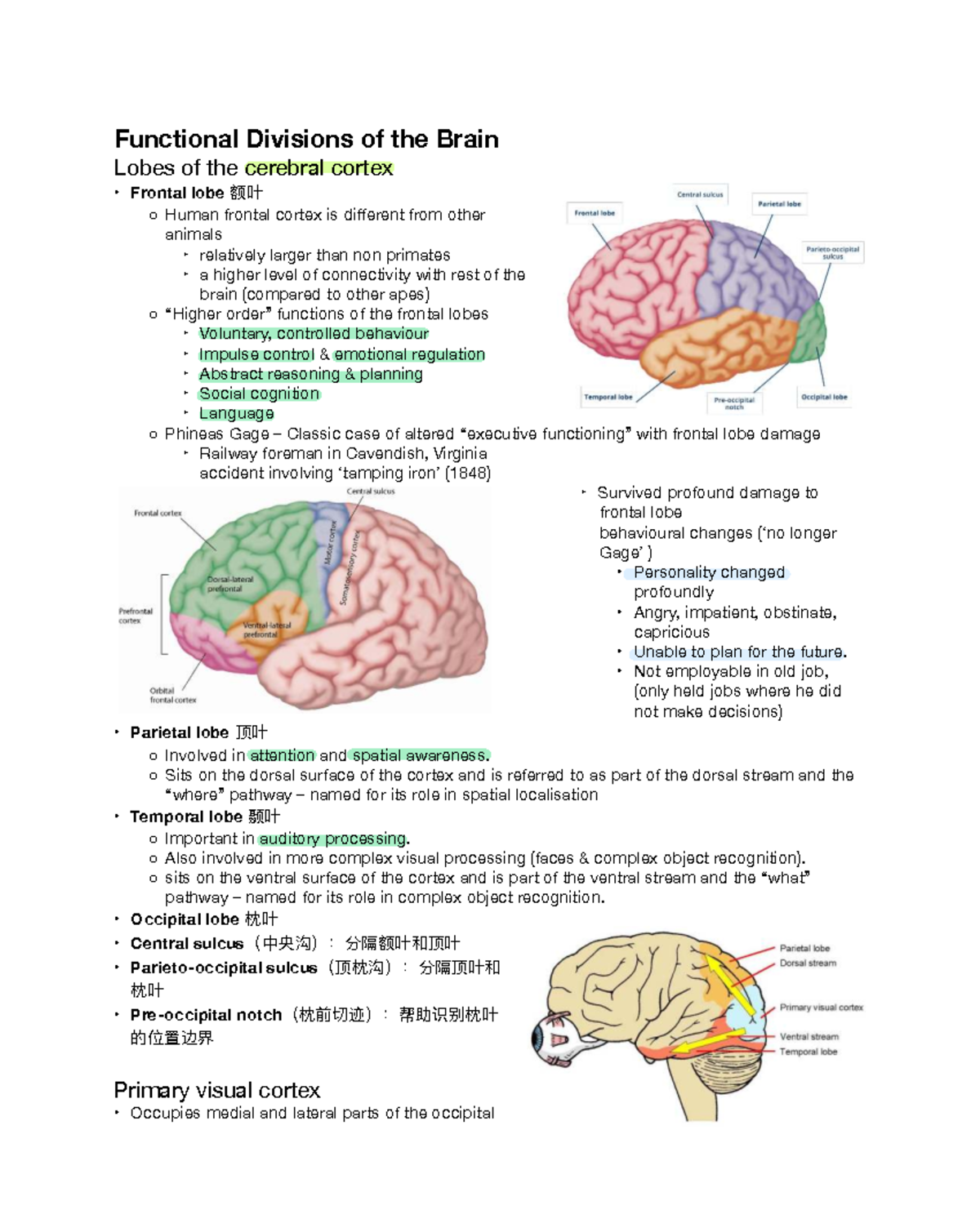 3.3.3 Functional Divisions of the Brain Lobes: A Comprehensive Overview ...