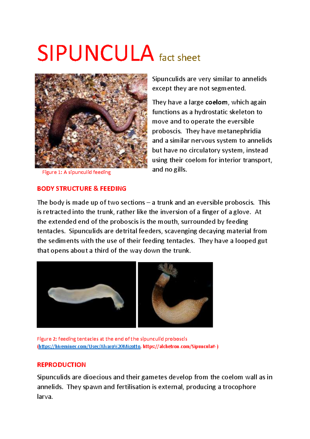 Sipuncula fact sheet - SIPUNCULA fact sheet Sipunculids are very ...