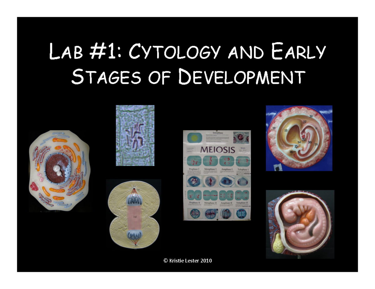 BIOL1410 Lab 1: Cytology & Development Review on Mitosis & Meiosis ...
