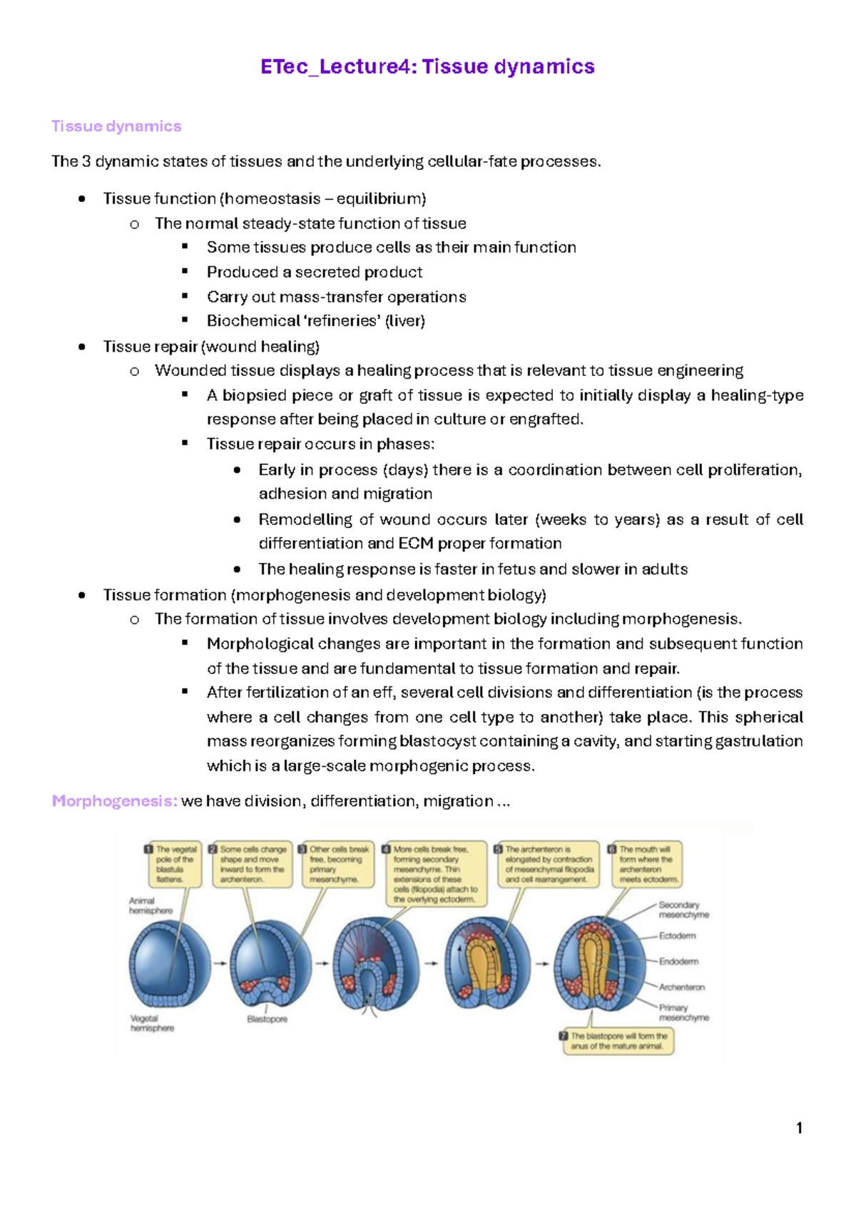 ETec_Lecture3: Overview of Tissue Types and Their Functions - Studocu