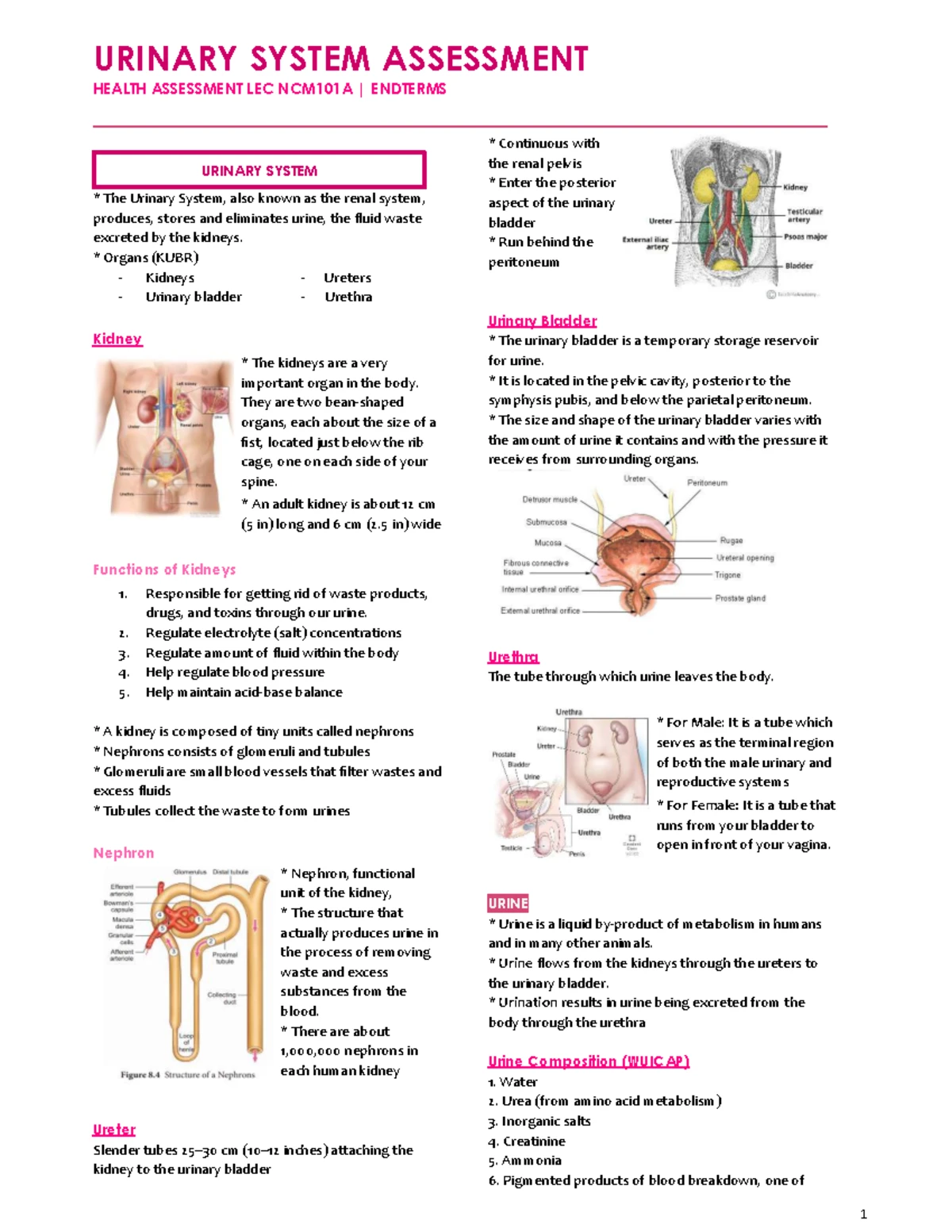 Anatomy & Physiology Review Sheet: Structural Organization Levels - Studocu