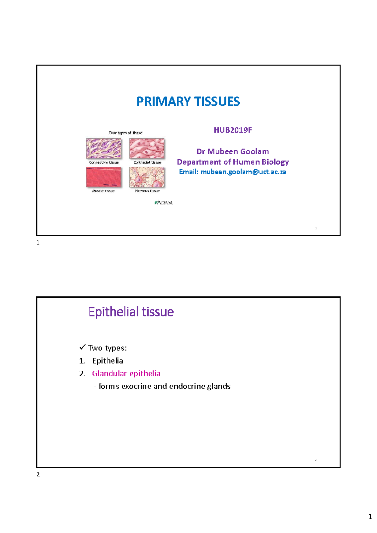 HUB2019F Lecture on Primary Tissues - Studocu