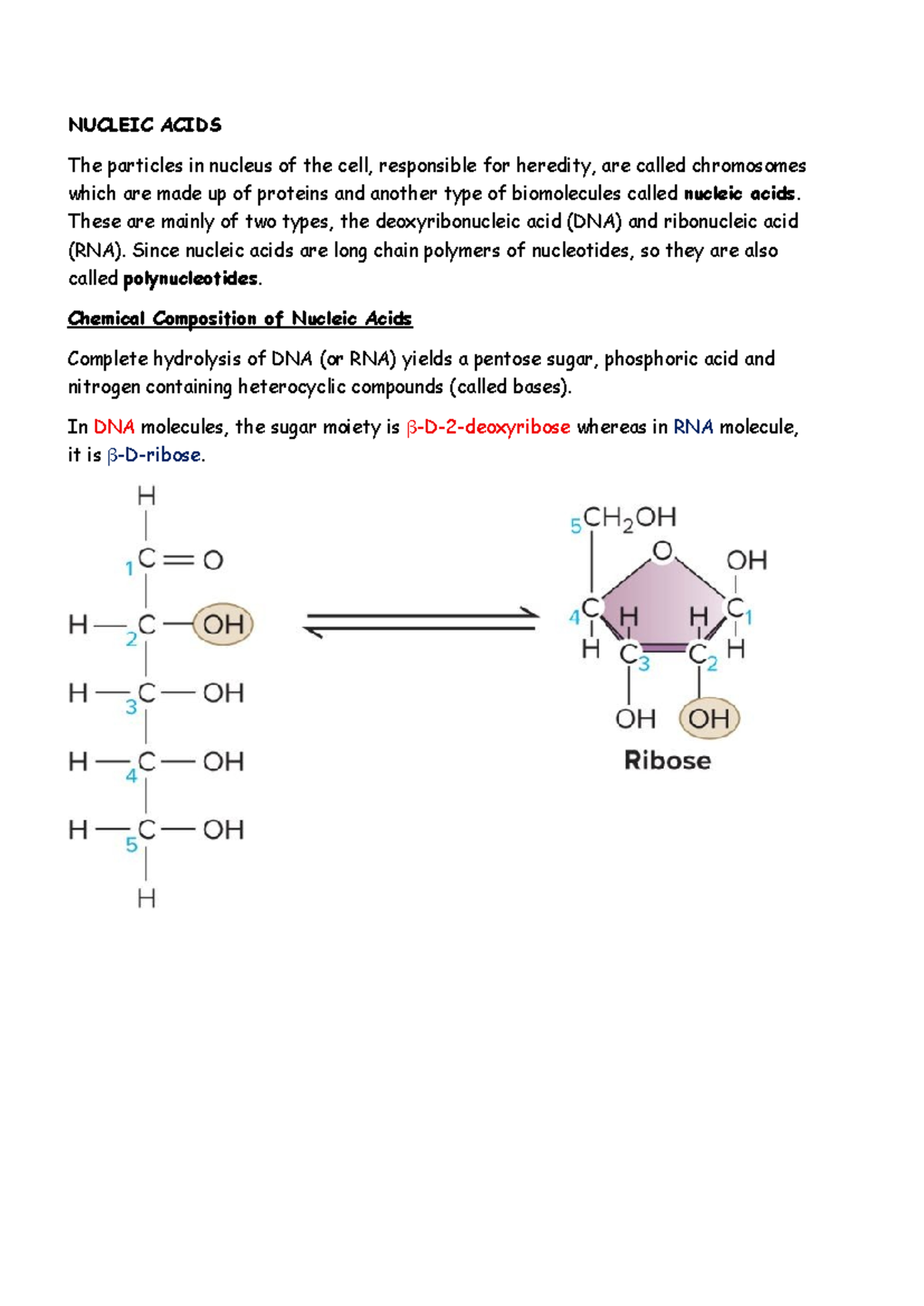 NUC 101: Nucleic Acids - Structure and Composition Overview - Studocu