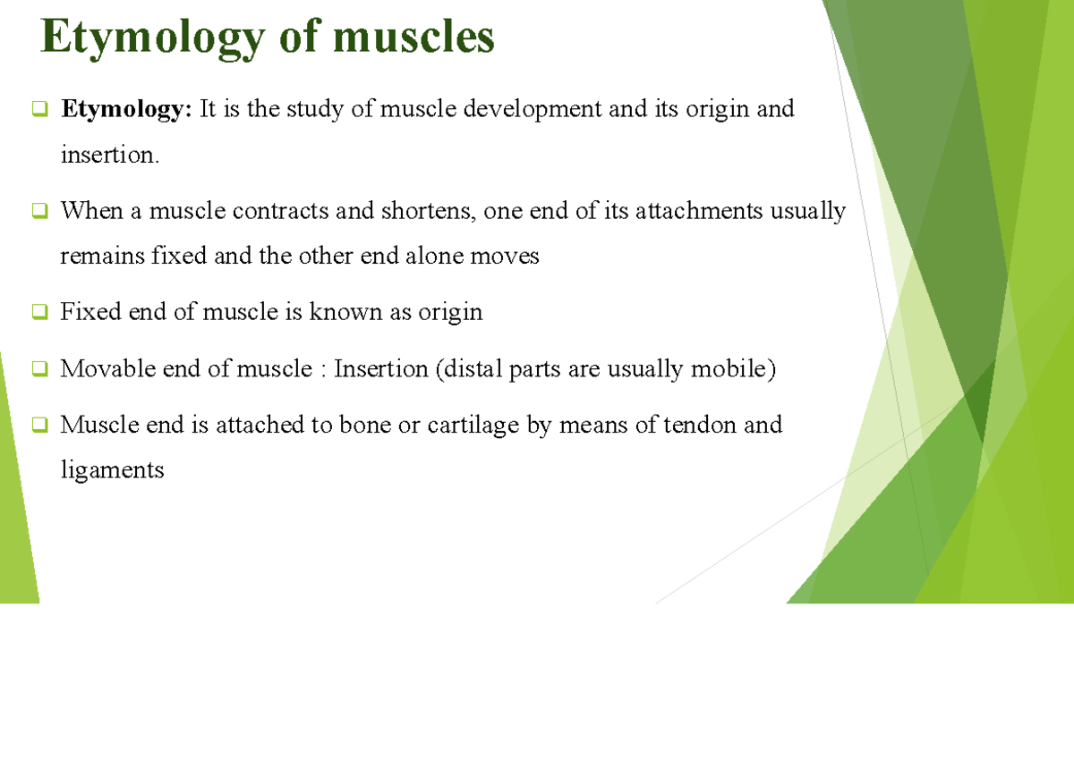 Myology - Etymology of Muscles and Their Attachments - Studocu