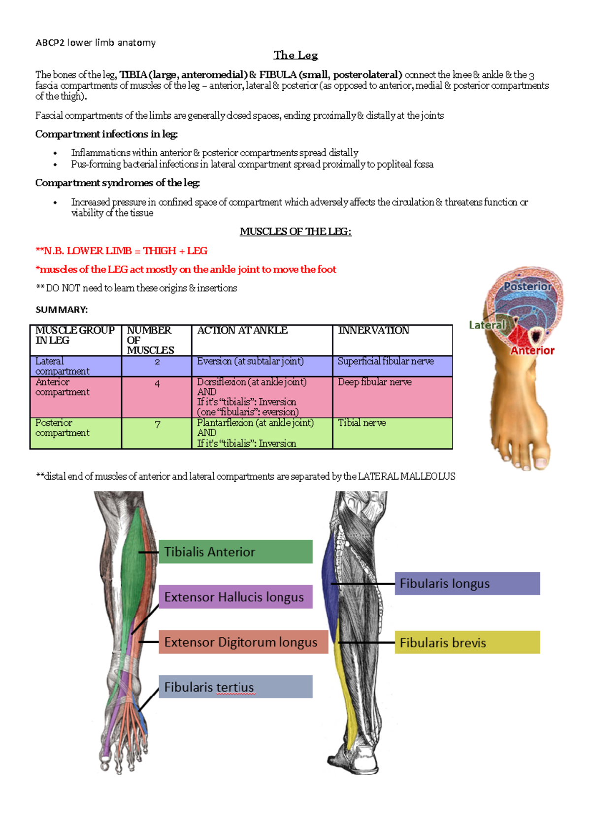 Lateral Compartment Of Leg Innervation