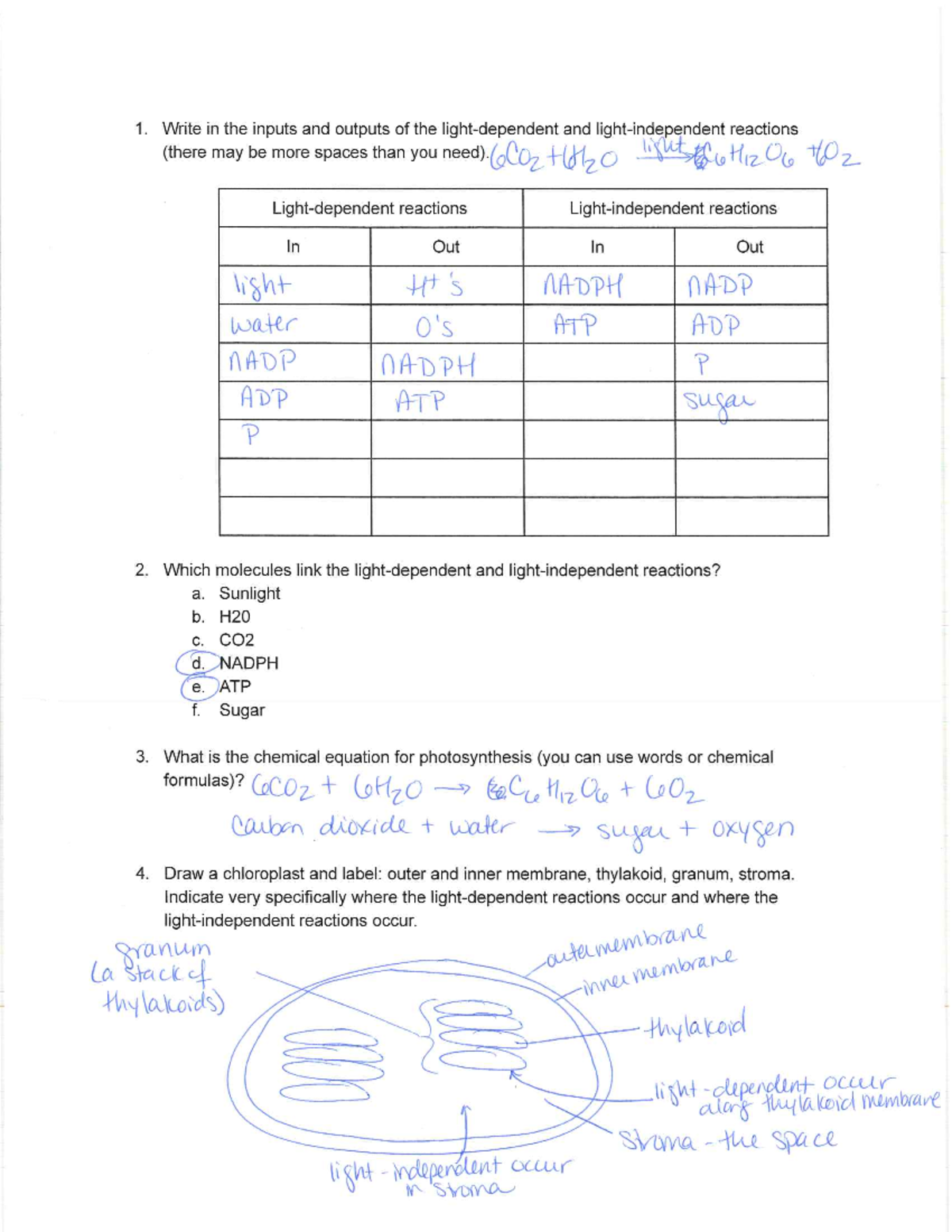 Biology 101: Exam 2 Practice with Key Concepts and Answers - Studocu