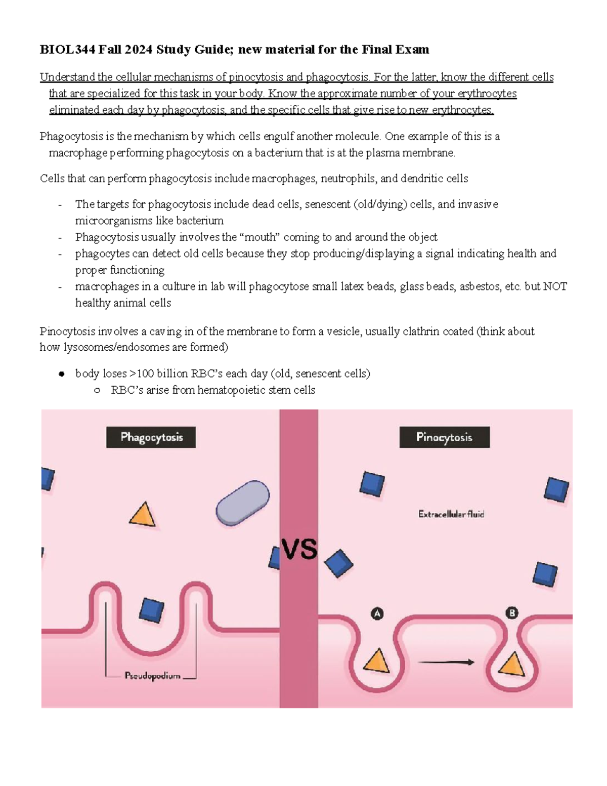 BIOL344 Fall 2024 Final Exam Study Guide: Cell Biology and Cancer ...