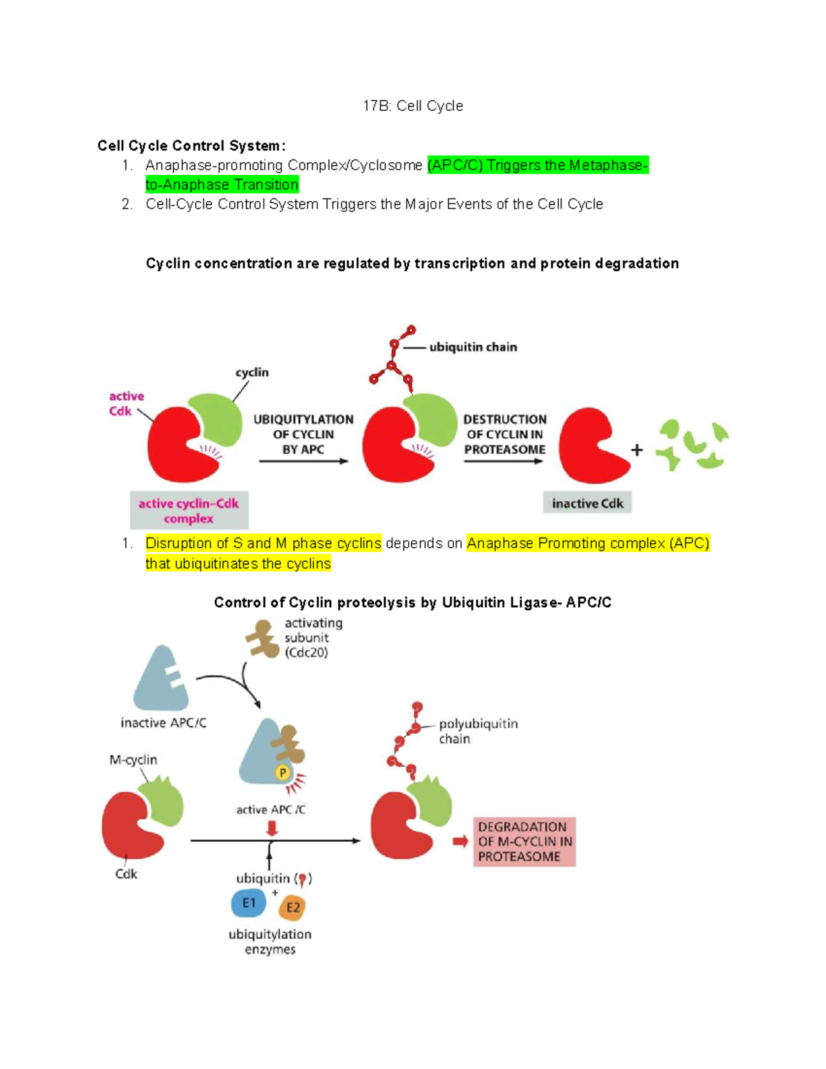 Cell Cycle Control: Mechanisms of DNA Replication and Mitosis - 17B ...