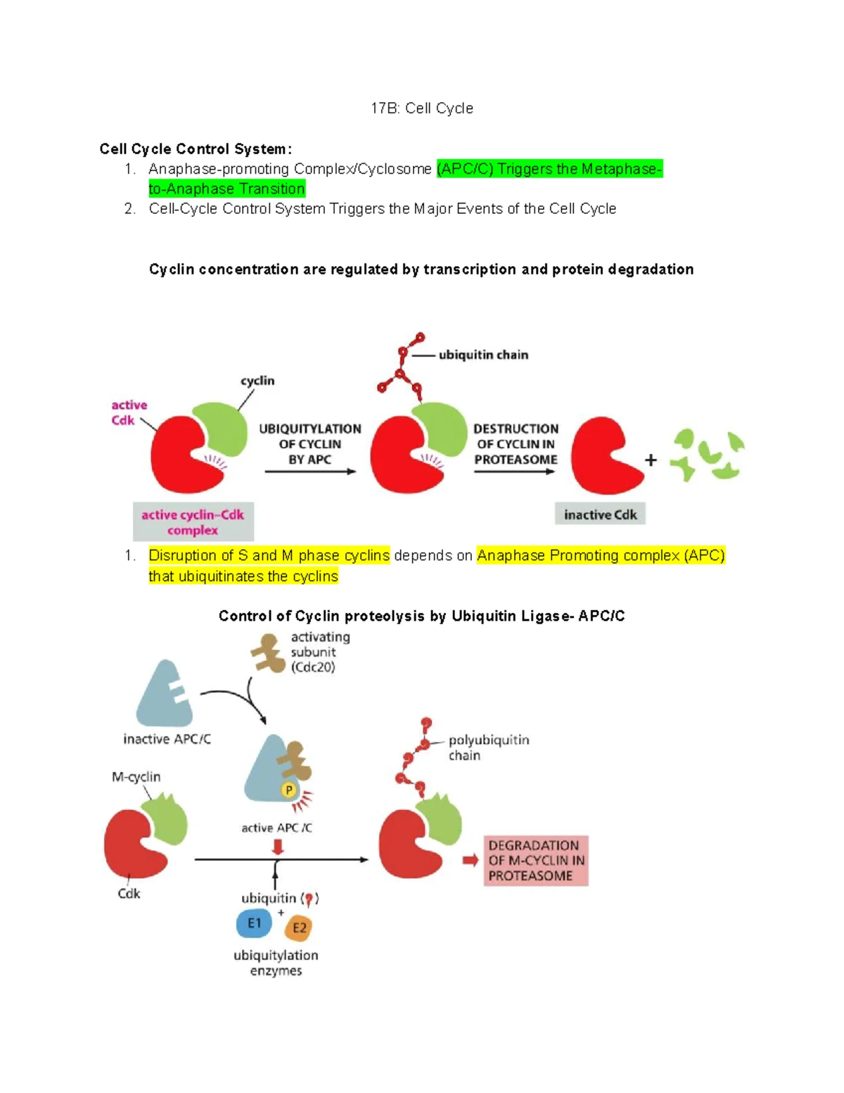 Energy Conversion & Metabolic Compartmentation: In-Depth Study (BIO 101 ...
