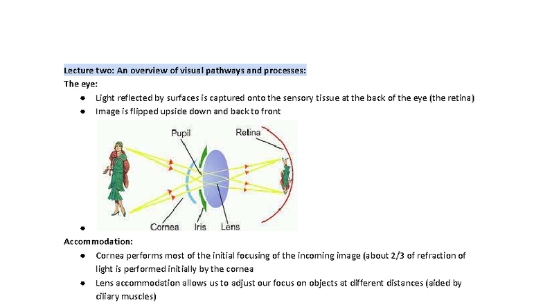 Lecture 2: Overview of Visual Pathways and Processes in Perception ...