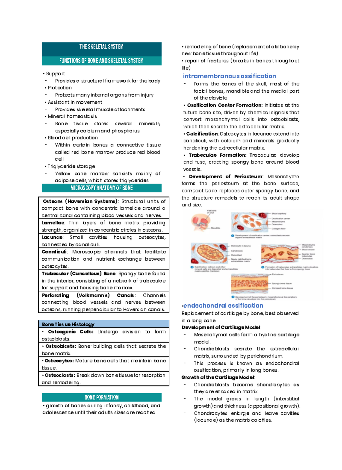 Anatomy & Physiology (ANAPHY) Final Exam Review Notes - Studocu