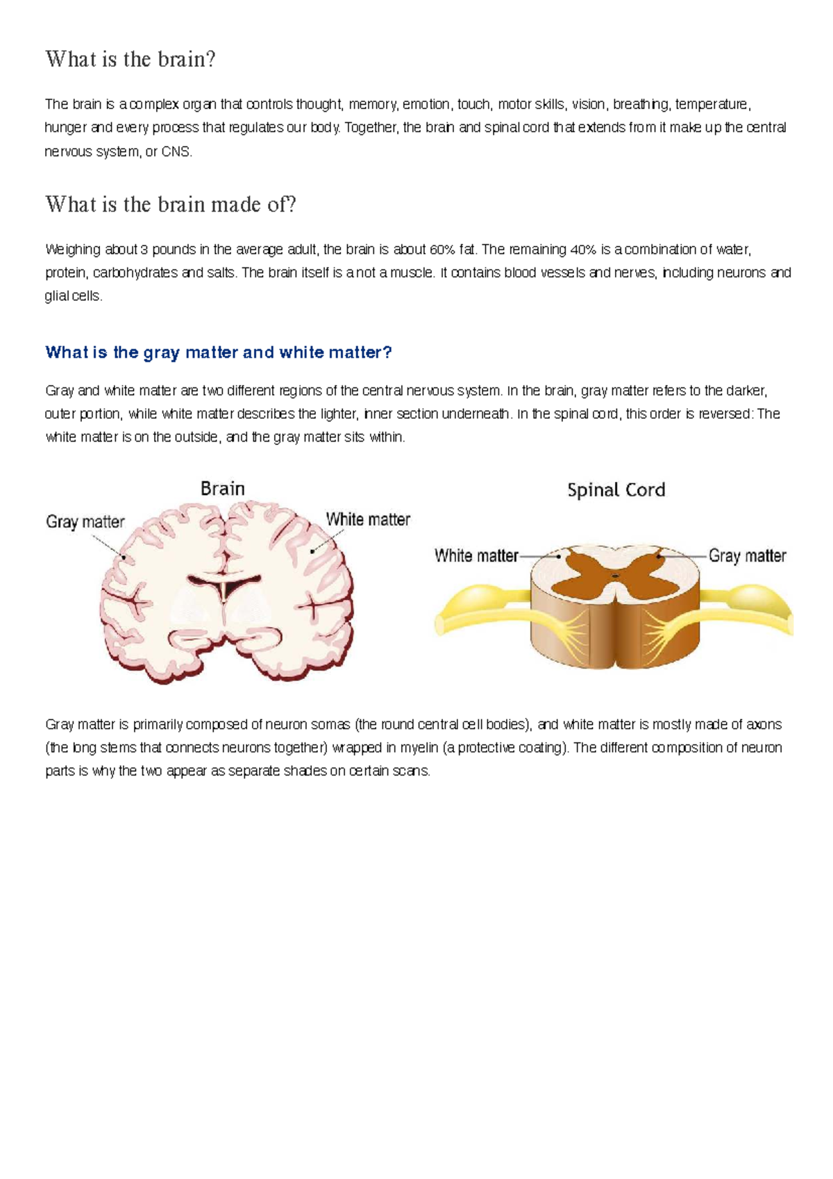 Brain Anatomy and Function: A Comprehensive Overview (JHM) - Studocu