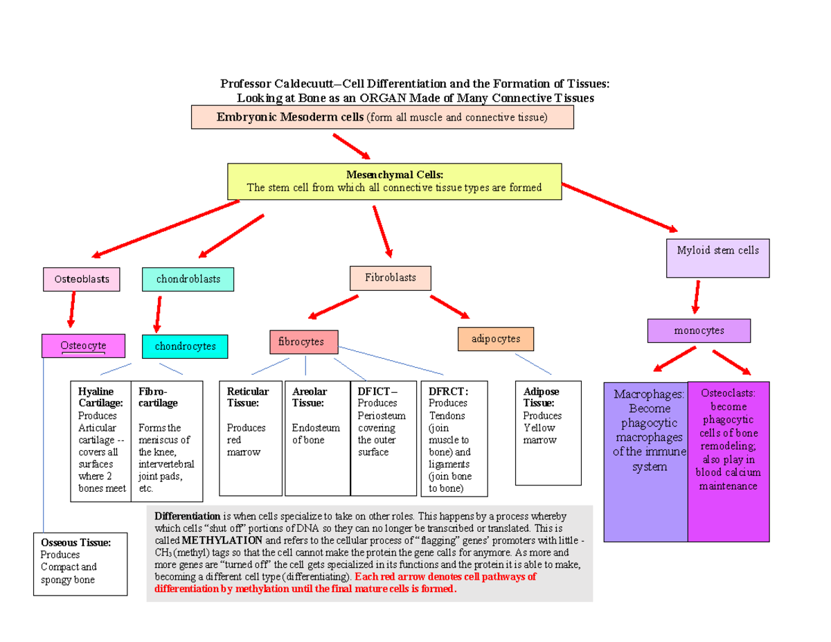 A&PI Chapter 6- Mesenchymal Cell Differentiation Chart - Professor ...