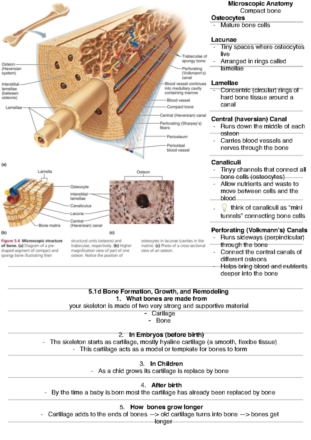 Microscopic Anatomy of Bone: Formation, Growth & Remodeling (BIO 101 ...