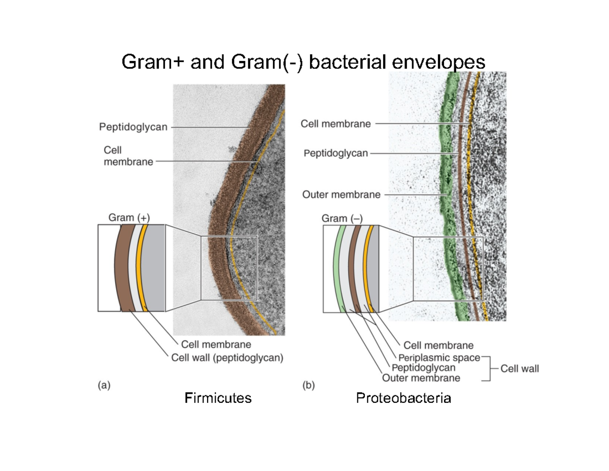Midterm Exam Review Notes for Course ABC123: Key Concepts and Topics ...