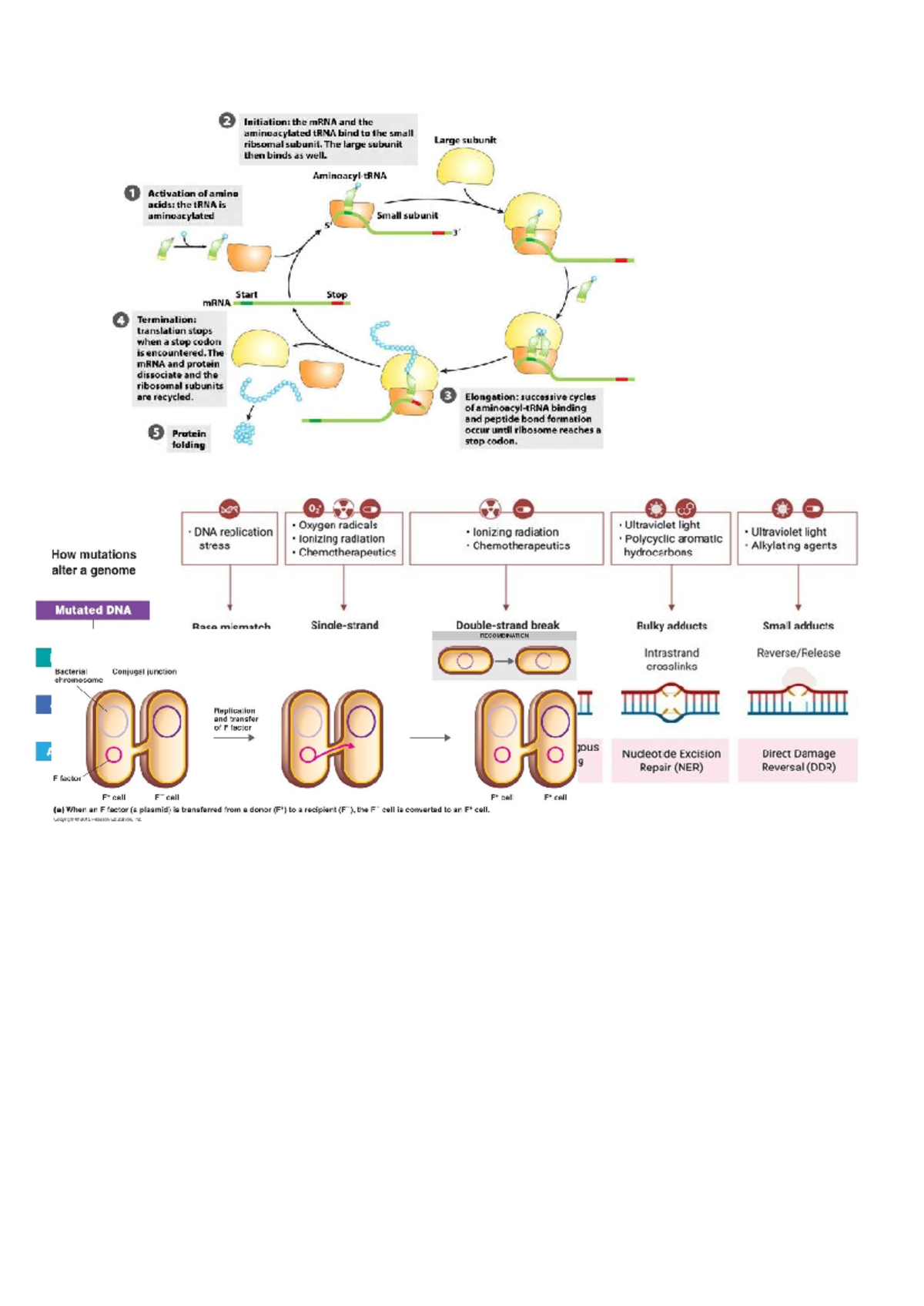 Biology 101: Translation Process and DNA Repair Mechanisms - Studocu