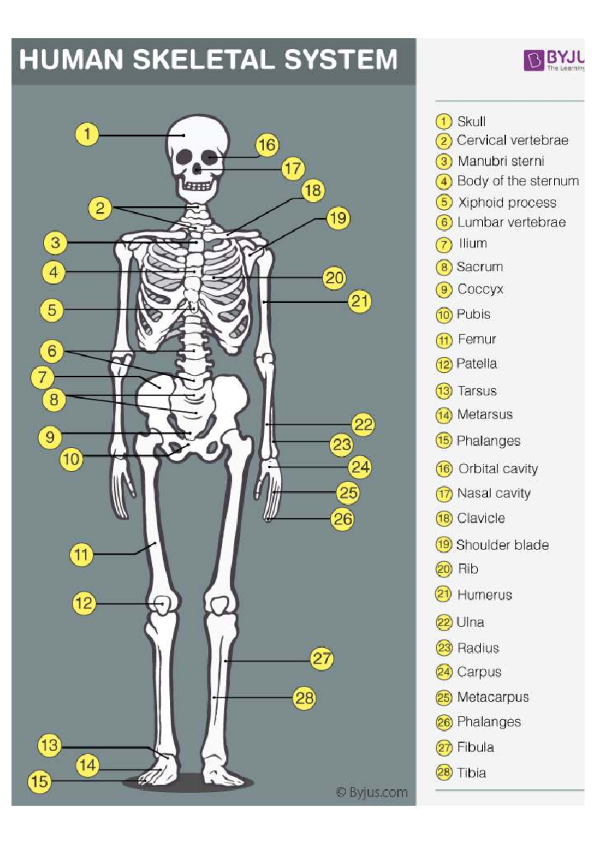 HUMAN SKELETAL SYSTEM JU: Comprehensive Bones Overview - Studocu