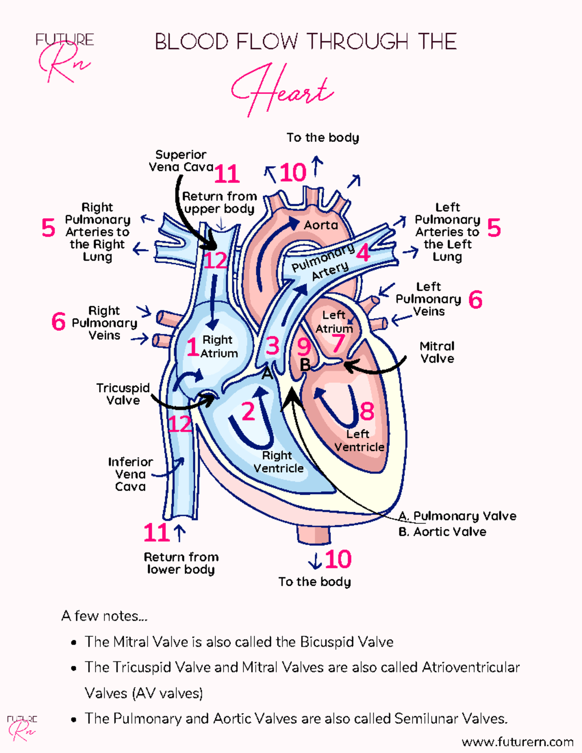 Future RN Blood Flow Through the Heart - ####### Inferior ####### Vena ...