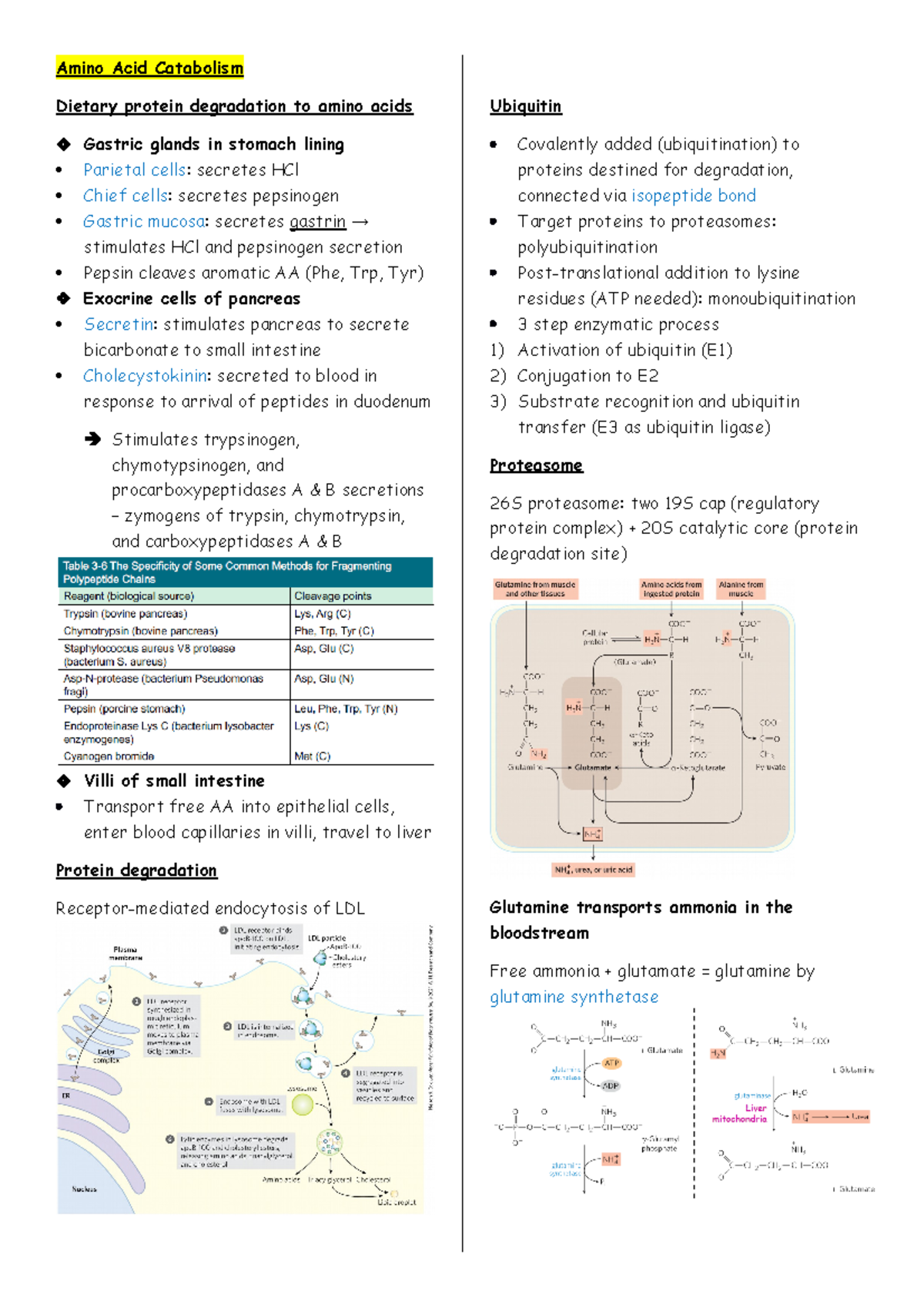 111-2 Exam 4 Notes: Amino Acid Metabolism and Synthesis Process - Studocu