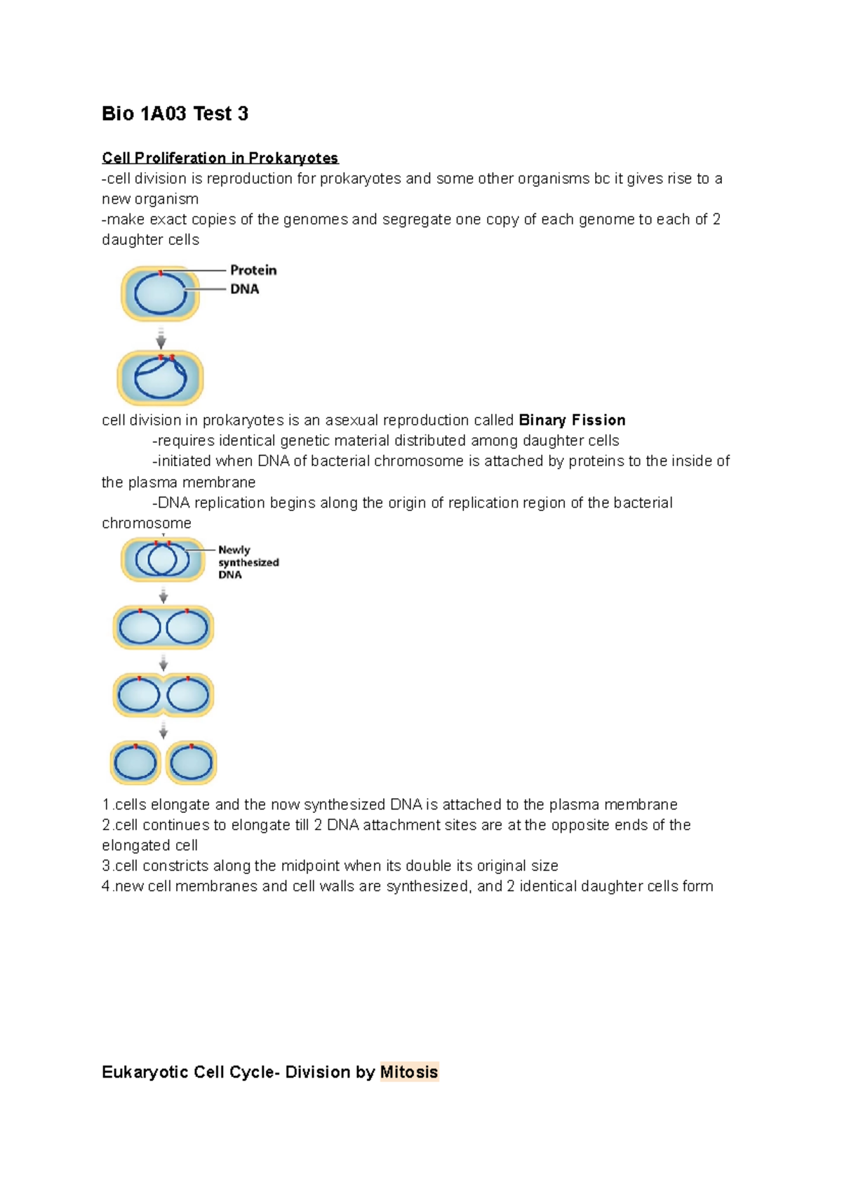 Bio 1A03 Test 3: Notes on Cell Proliferation & Mitosis - Studocu