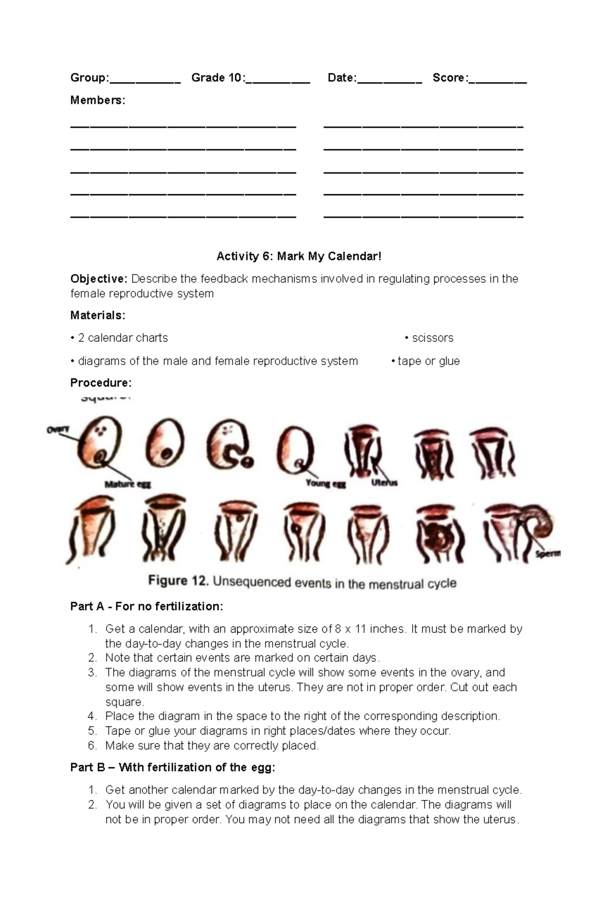 menstrual-cycle-activity-sheet-group-grade-10