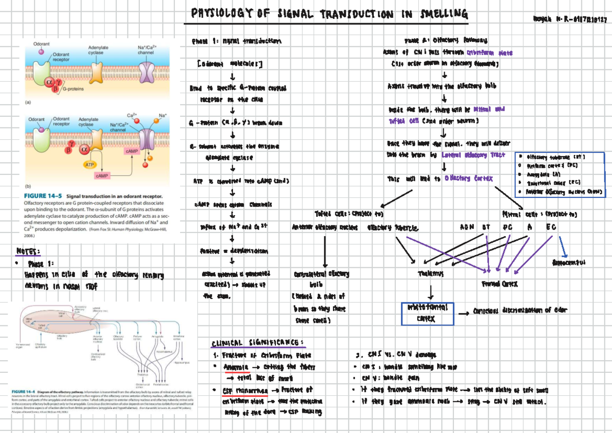 Olfaction Pathway: Signal Transduction in Phase I (CNI) - Studocu
