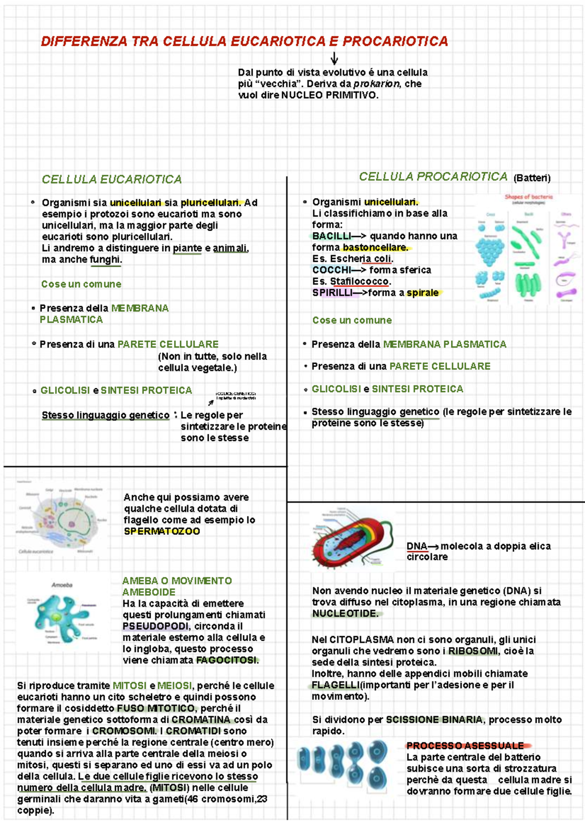 Differenze tra Cellule Eucariotiche e Procariotiche - Biologia 101 ...