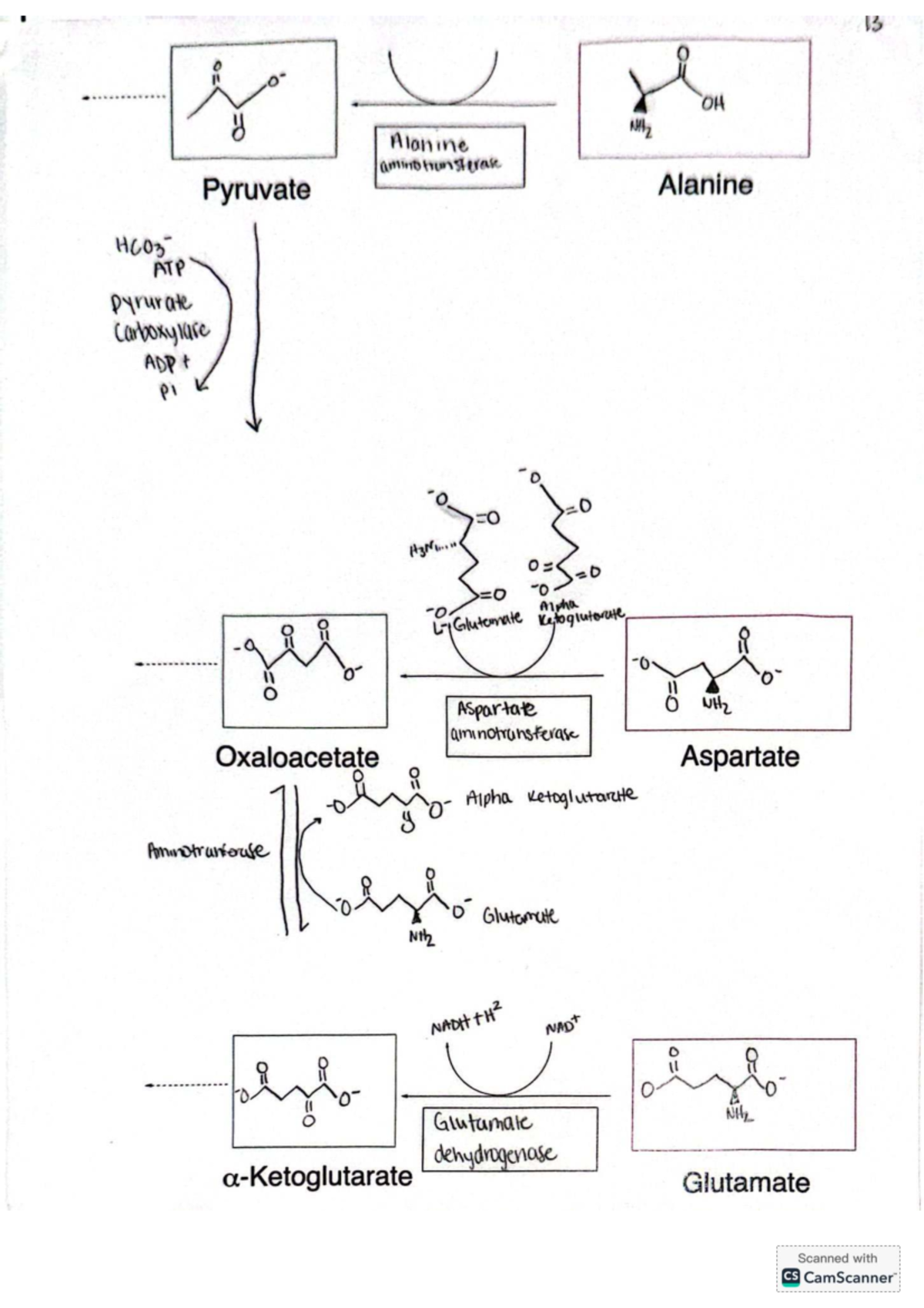 Metabolism Pathways: Aminotransferases and Related Reactions - Studocu