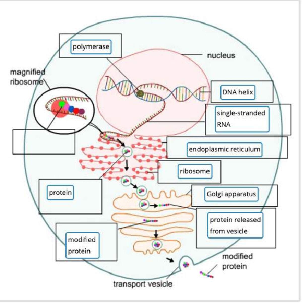 Biology practice materials - molecular biology II - polymerase nucleus ...