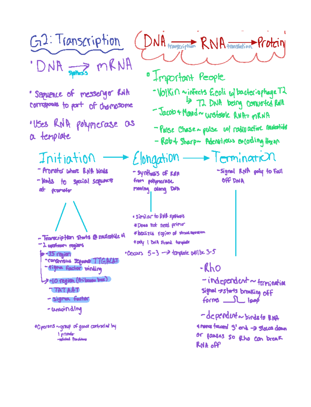 Quiz 4 Study Guide - mm GI Transcription DNA RNA ####### Protci my ...