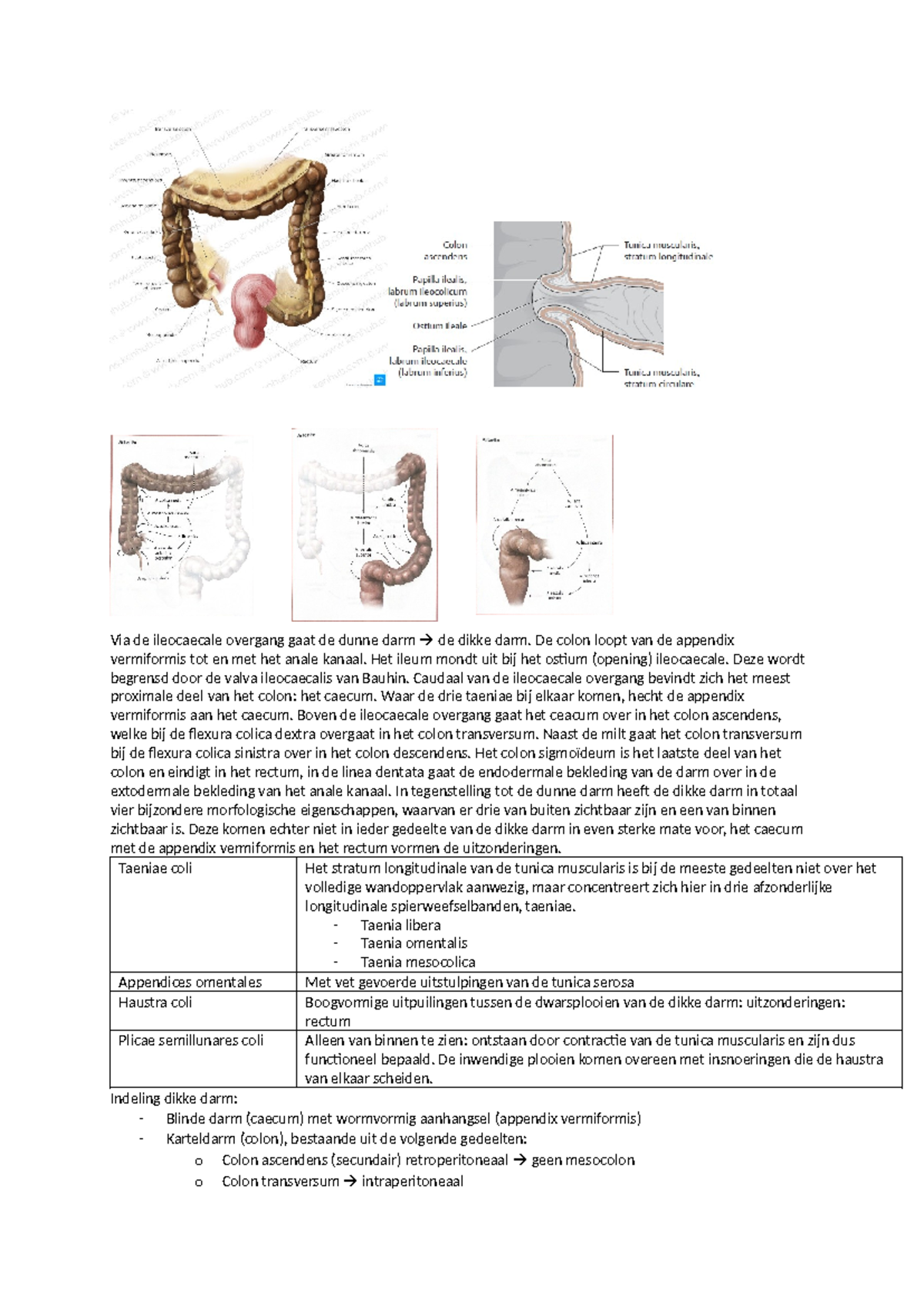 Anatomie en Fysiologie van het Colon: Lesnotities en Structuren ...