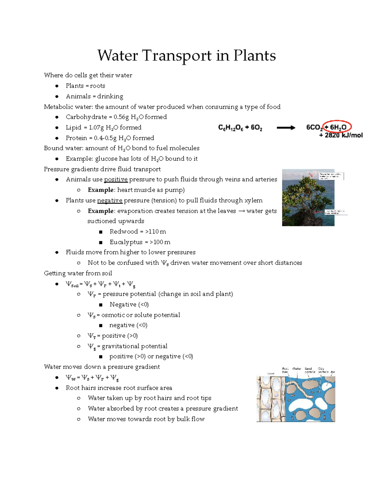 Biology 2601 M2: Water Transport Mechanisms in Plants - Studocu