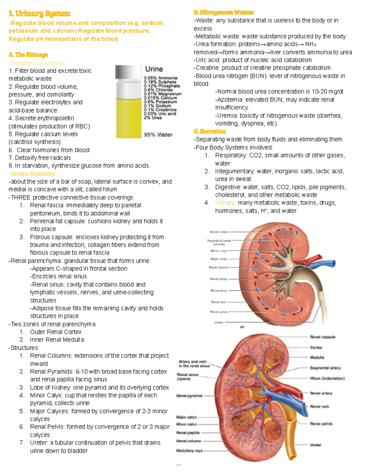 Urinary System Blood Volume and Composition: Regulation and Anatomy ...