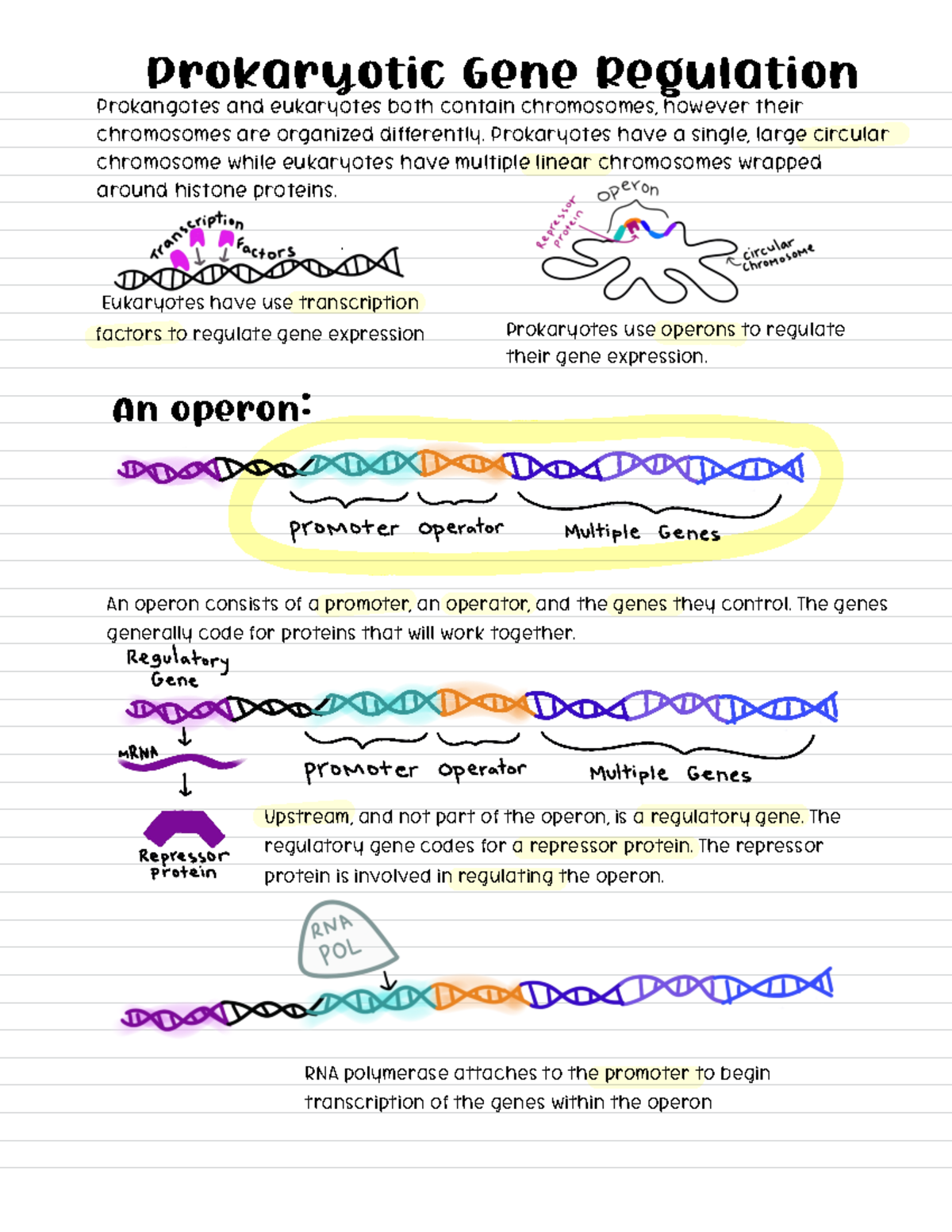 Prokaryotic Gene Regulation and Operons notes - Prokangotes and ...