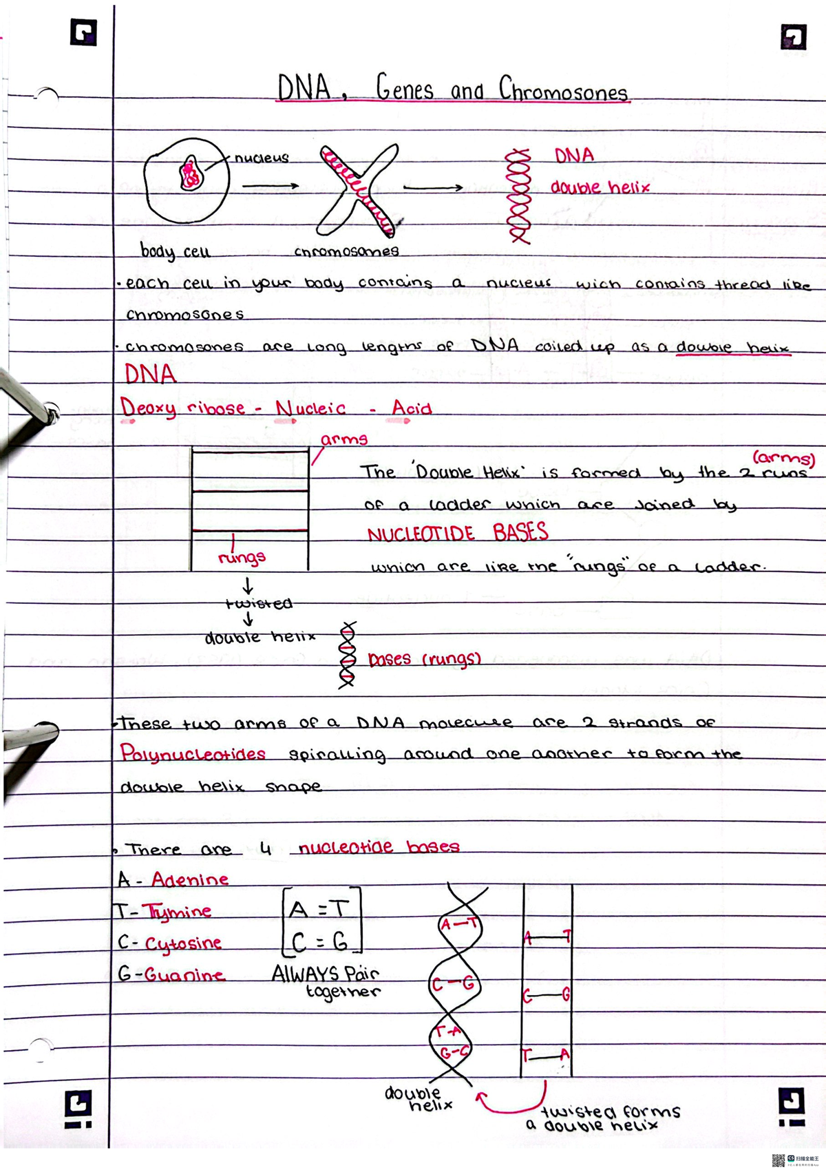 DNA and stem call differentiation - DNA , Genes and Chromosones nucleus ...
